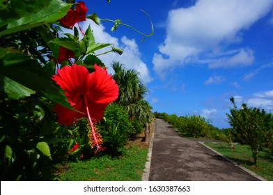 沖縄 海 ハイビスカス の画像 写真素材 ベクター画像 Shutterstock