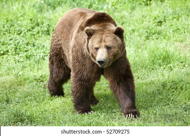 Observe the majestic presence of a large male brown bear roaming freely on a lush green grass field.