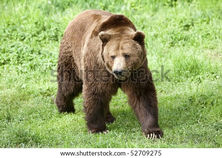 Observe the majestic presence of a large male brown bear roaming freely on a lush green grass field.