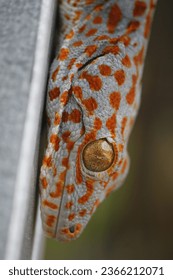 Observar la presencia de un gran gecko encaramado elegantemente en esta fotografía. La imagen muestra el impresionante tamaño y las características distintivas de este reptil.