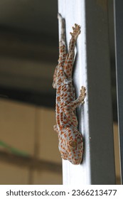 Observar la presencia de un gran gecko encaramado elegantemente en esta fotografía. La imagen muestra el impresionante tamaño y las características distintivas de este reptil.