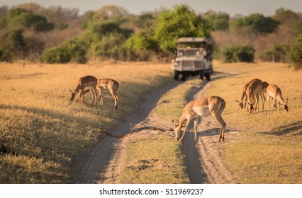 Observing Impala On Safari, Botswana