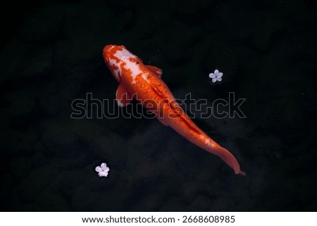 Observing a large orange koi fish swimming in the moat water in Matsumoto, Japan just outside the old original Matsumoto castle, Marunouchi, Japan