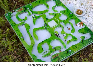 
Observing The Life Of Ants In An Ant Farm