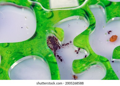 
Observing The Life Of Ants In An Ant Farm