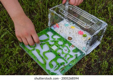 
Observing The Life Of Ants In An Ant Farm