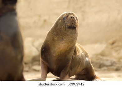 Observing sea olves