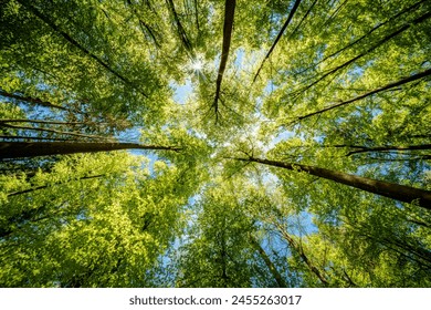 Observing the sun peeking through the trees in a forest is a serene experience, surrounded by terrestrial plants and a variety of shades of green and brown in the natural landscape - Powered by Shutterstock