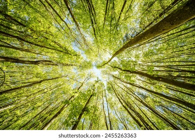 Observing the sun peeking through the trees in a forest is a serene experience, surrounded by terrestrial plants and a variety of shades of green and brown in the natural landscape - Powered by Shutterstock