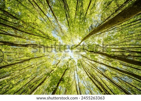 Observing the sun peeking through the trees in a forest is a serene experience, surrounded by terrestrial plants and a variety of shades of green and brown in the natural landscape