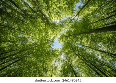 Observing the sunlight filtering through the branches of the trees in a forest offers a serene connection with nature, surrounded by terrestrial plants and a lush natural landscape
