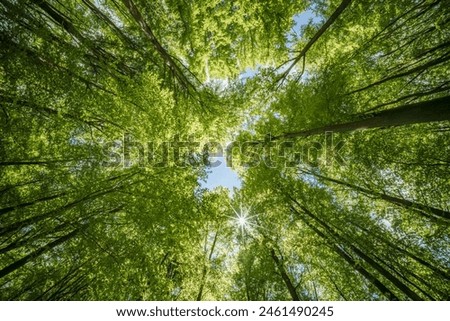 Observing the sunlight filtering through the branches of the trees in a forest offers a serene connection with nature, surrounded by terrestrial plants and a lush natural landscape