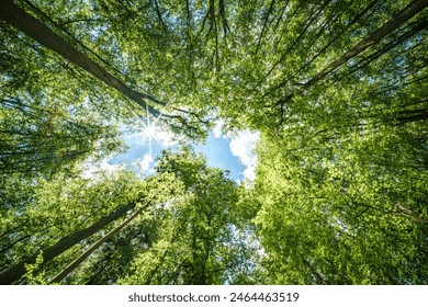 Observing the sunlight filtering through the trees in a forest, surrounded by a natural landscape of terrestrial plants, trunks, twigs, grass, and various shades of wood