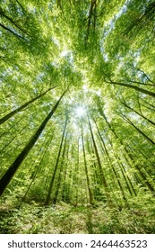 Observing the sunlight filtering through the trees in a forest, surrounded by a natural landscape of terrestrial plants, trunks, twigs, grass, and various shades of wood