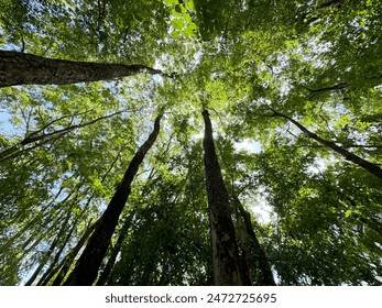 Observing the sunlight filtering through the trees in a forest, surrounded by a natural landscape of terrestrial plants, trunks, twigs, grass, and various 