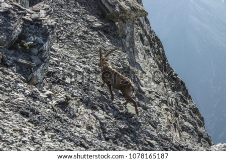 Similar – Der Bock. Schweiz Tier