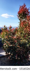 The Obsession Nandina From The Southern Living Plant Collection Is A New And Unusual Variety Of The Classic Nandina Domestica.