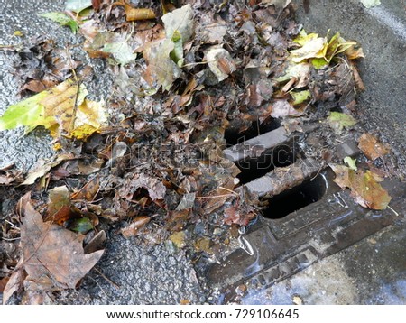 Obstructed sieve, wet leaves on the roadside

