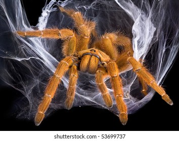 An OBT Tarantula Is Crawling Out Of Her Web.