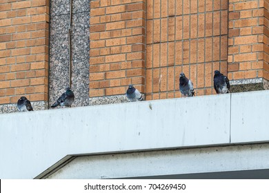 Obtrusive doves