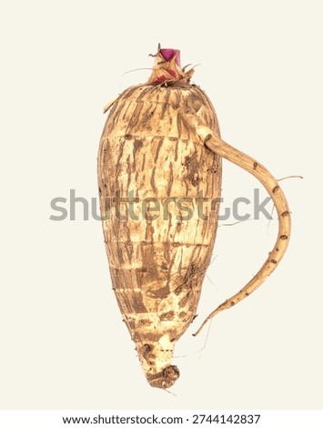 Oca Root Tuber Vegetable Isolated on White Background for Premium South American Food Object