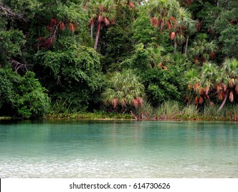 Ocala National Forest In Florida