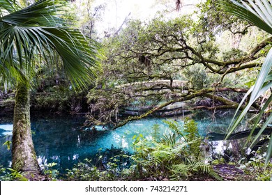 Ocala National Forest In Florida, USA