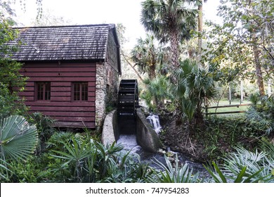 Ocala National Forest In Florida, USA