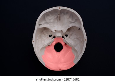 Occipital Bone 