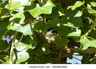 A Occupied Goldcrest (Regulus Regulus) Nest Built On The Side Of An Ivy-covered Tree.