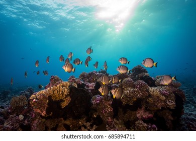 In the Ocean - Shutterstock ID 685894711