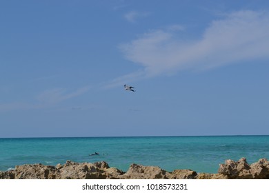 ocean and bird