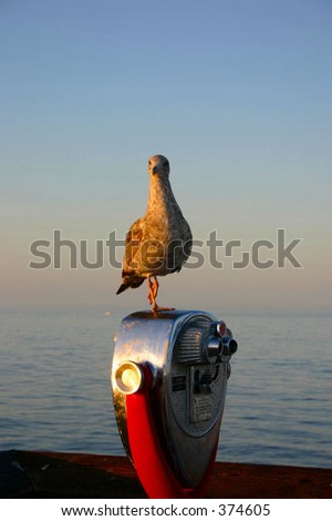 Similar – eine Möwe sitzt auf Strandkorb Nummer 225 vor blauem Himmel