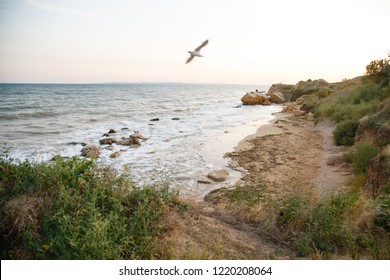 ocean bird beach tree