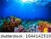 coral reef panorama