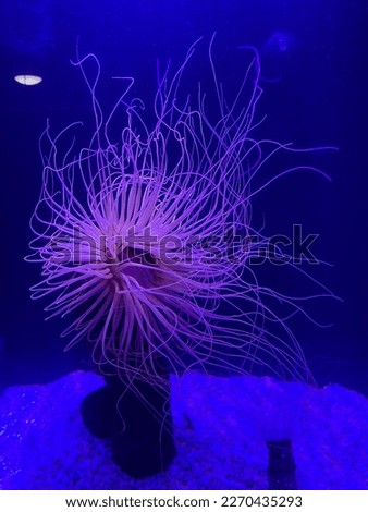 Ocean exotic underwater creature actinia tentacles