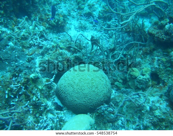 Ocean Floor Coral That Looks Like Stock Photo Edit Now 548538754
