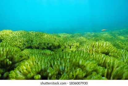 Ocean Floor Covered By Green Seaweeds, Codium Tomentosum, Underwater In The Atlantic Ocean, Spain, Galicia, Pontevedra