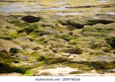 Ocean Floor Texture At Low Tide.