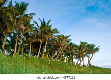 ocean front palms and dunes along beach in florida