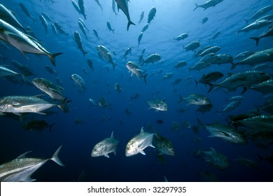 Ocean And Giant Trevally