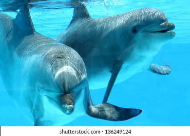 Ocean Life - Couple of dolphins swimming in the blue water.