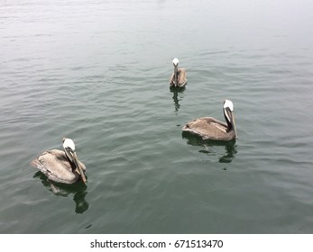 Ocean Pelicans