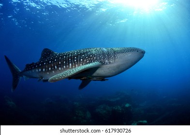 Ocean Reef Coral Seafan Scuba Diving Fish Solfcoral Whale Shark Mantaray Cuttlefish Snapper