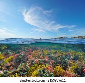 Ocean Seascape, Colorful Algae Underwater And Blue Sky With Cloud, Split Level View Over And Under Water Surface, Atlantic Ocean