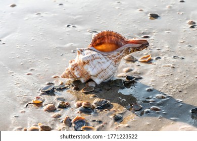 Ocean Seashell Macro On The Wet Sand Of A Sea Beach. Tropical Summer Holiday Background With Shells.