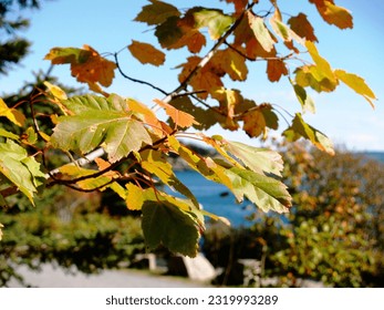 Ocean seethrough with leafs fall