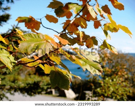 Ocean seethrough with leafs fall
