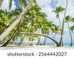 ocean shore, dead calm, cuba, atlantic ocean, caribbean sea, miami, florida, palm trees on the shore of the dominican republic, haiti, puerto rico, jamaica