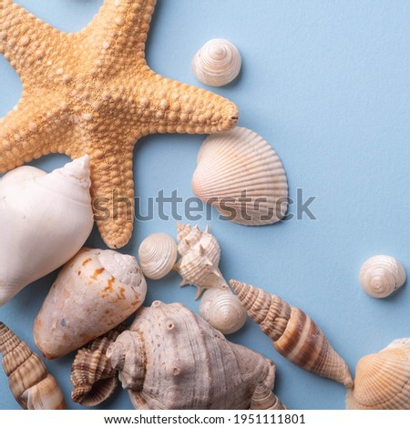 Ocean star , shell  in surface